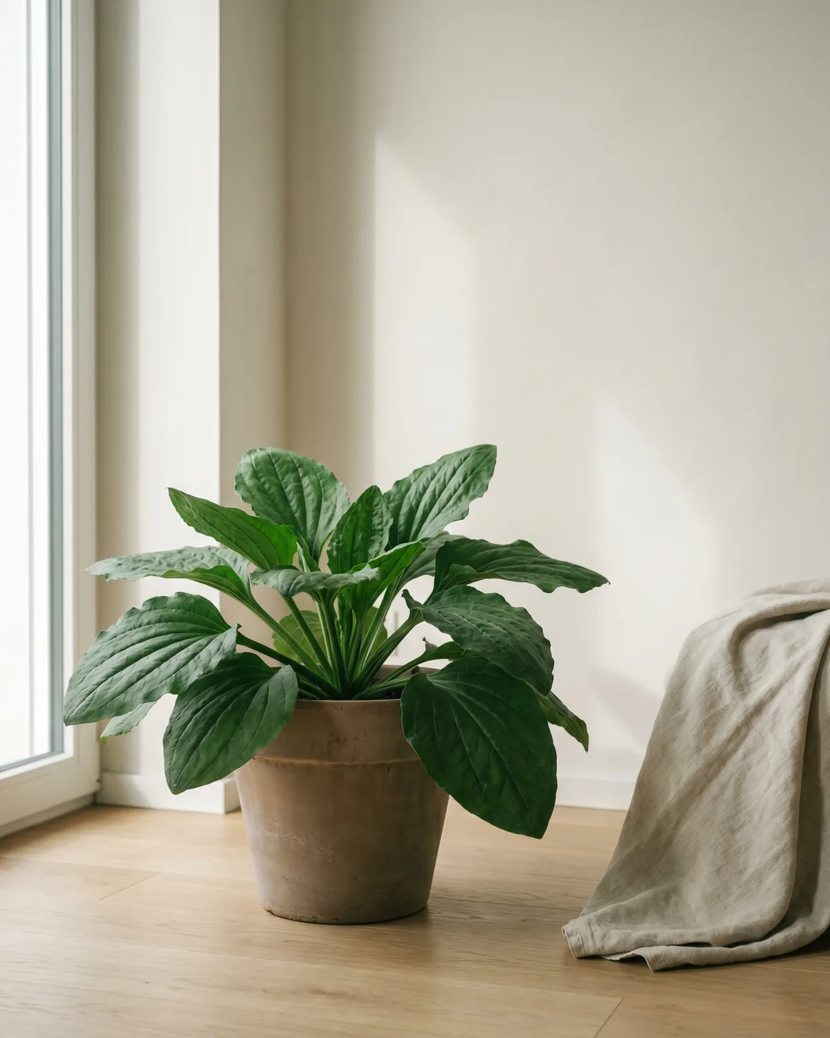 Breitwegerich – Hauptbild