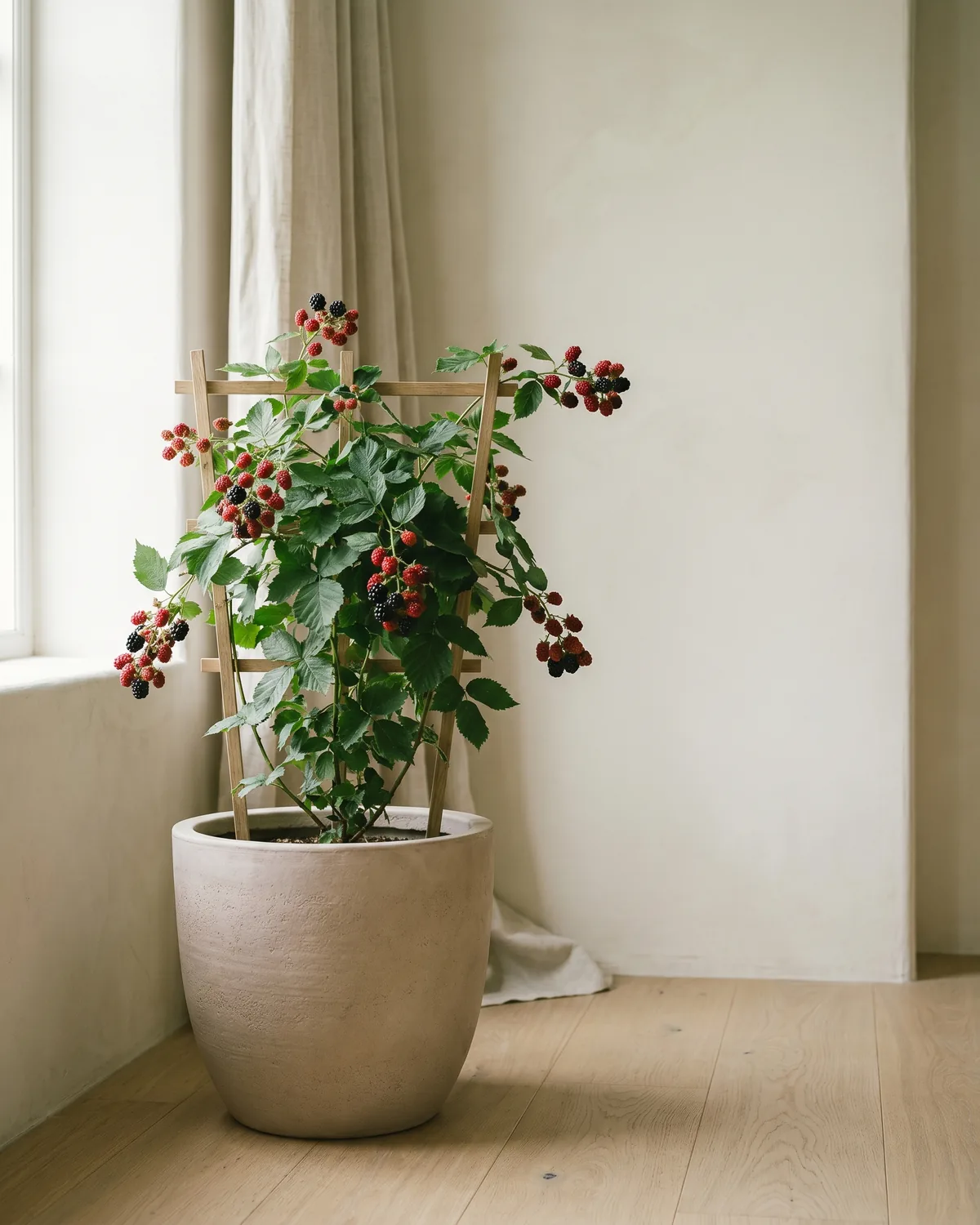 Brombeere – Hauptbild