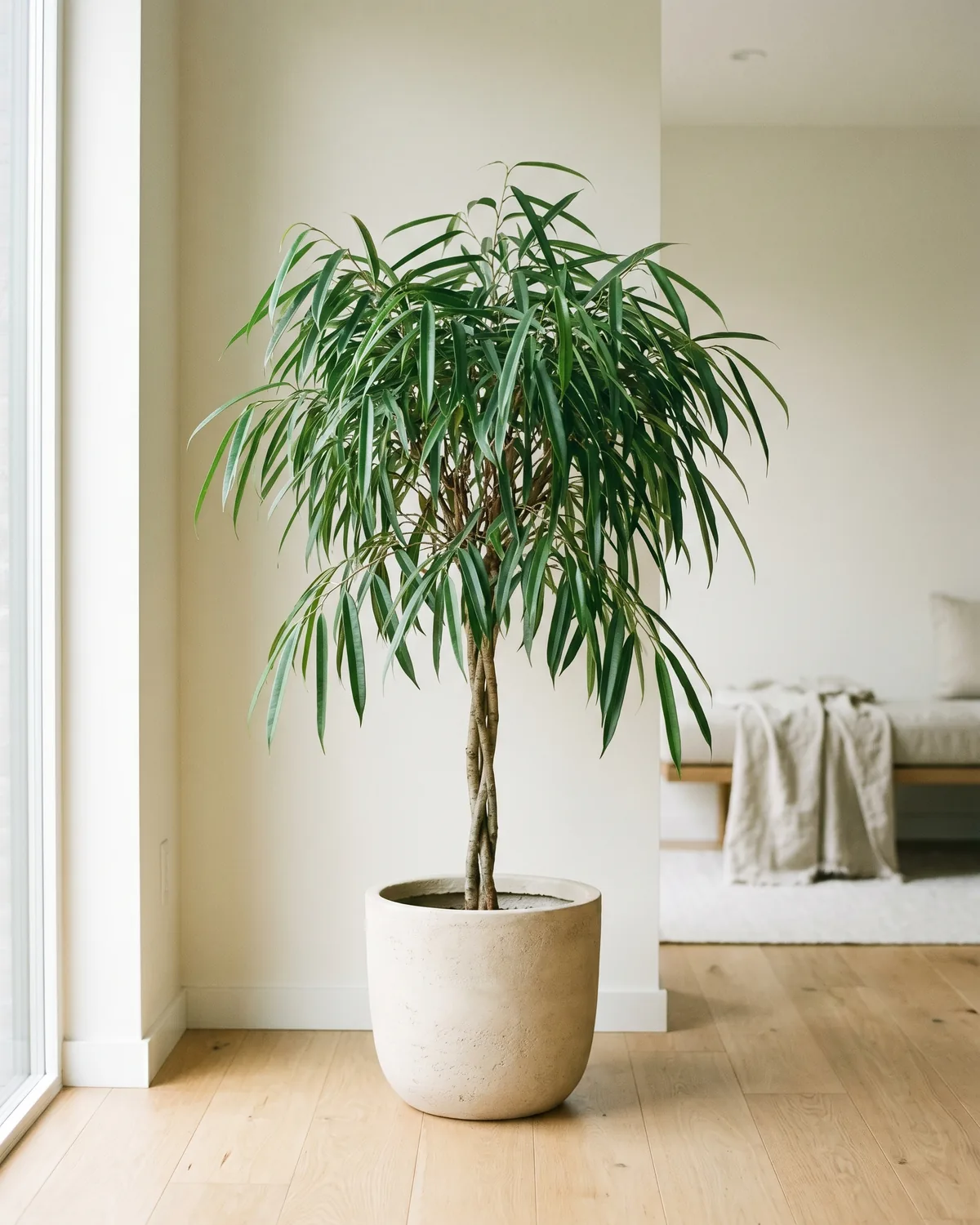 Ali-Feige – Hauptbild