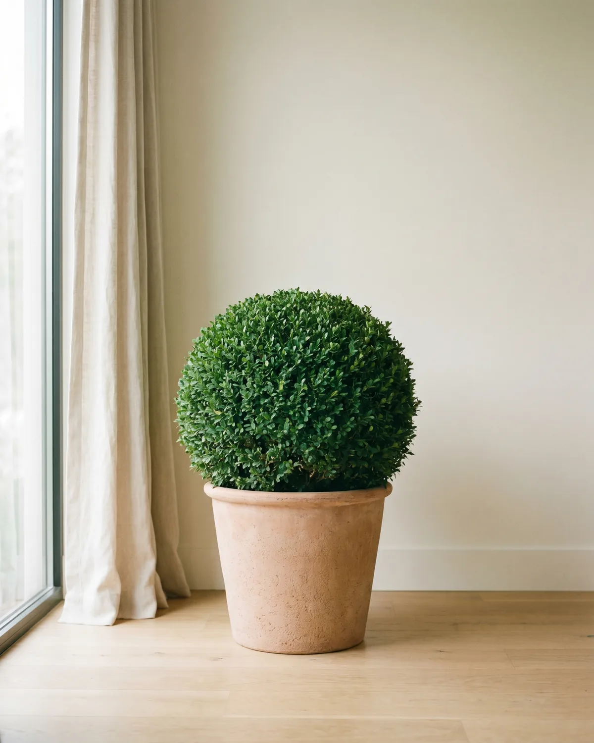 Buchsbaum – Hauptbild