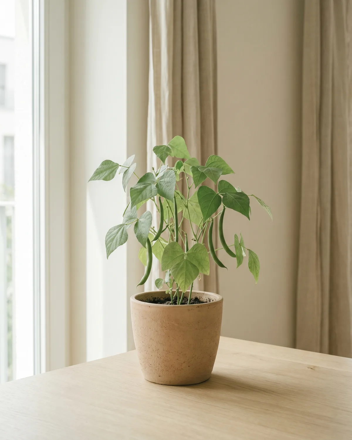 Buschbohne – Hauptbild