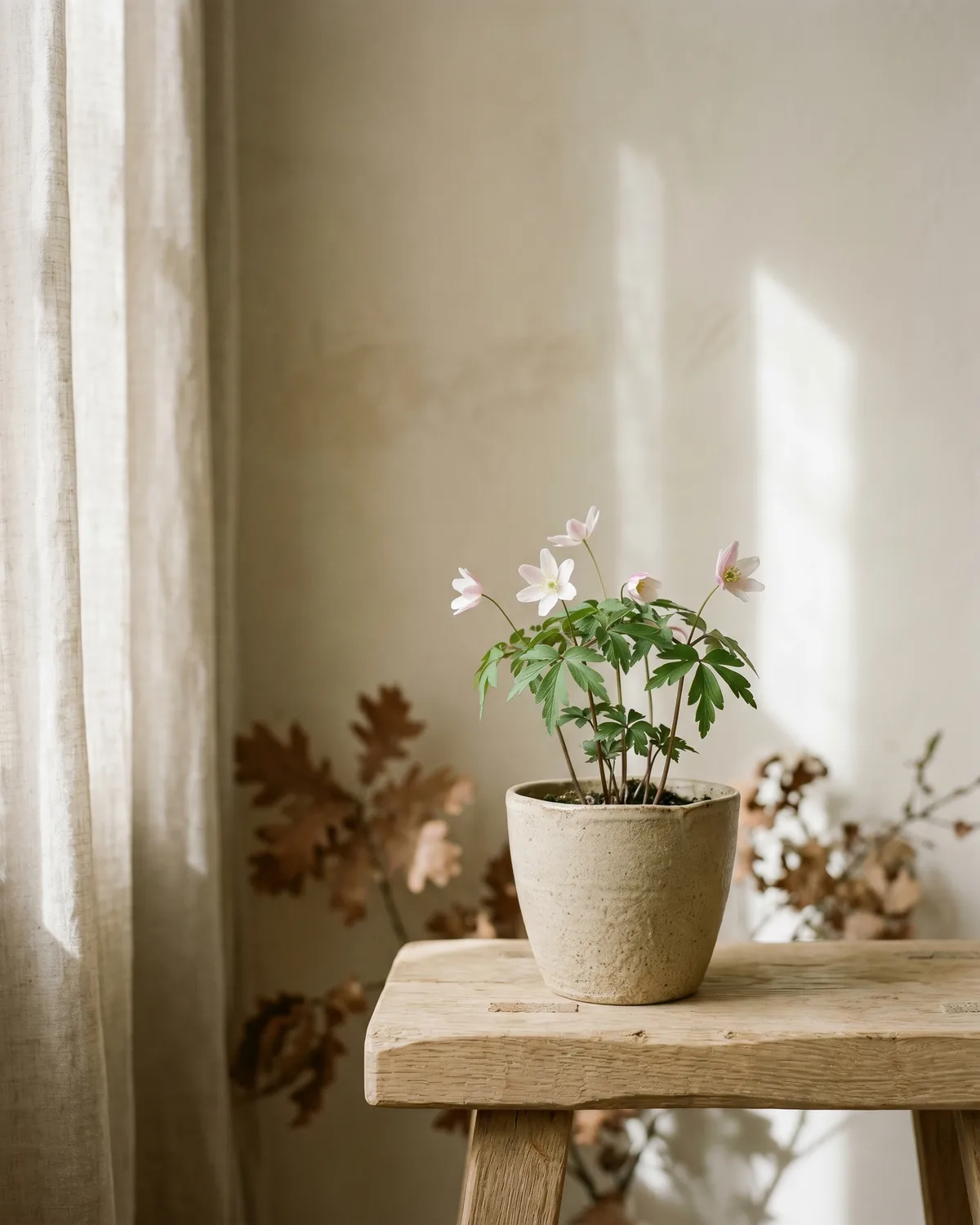 Buschwindröschen – Hauptbild