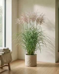 Chinaschilf – hero