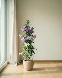 Chinesische Klettertrompete – hero