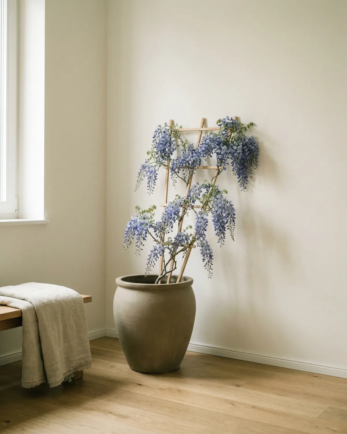 Chinesischer Blauregen – Hauptbild