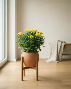 Chrysantheme – hero