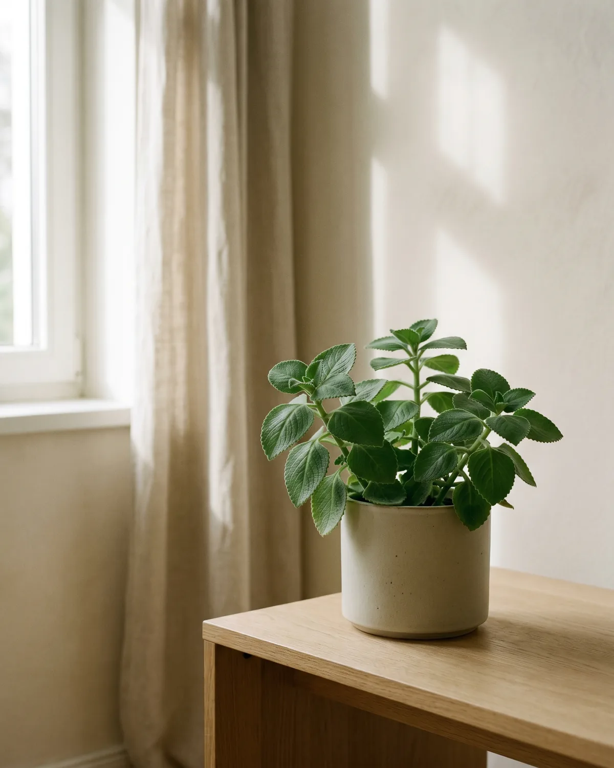 Cola-Kraut – Hauptbild