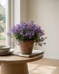 Dalmatiner Glockenblume – hero