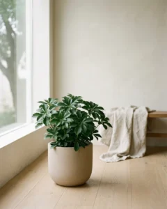 Dickmännchen – hero