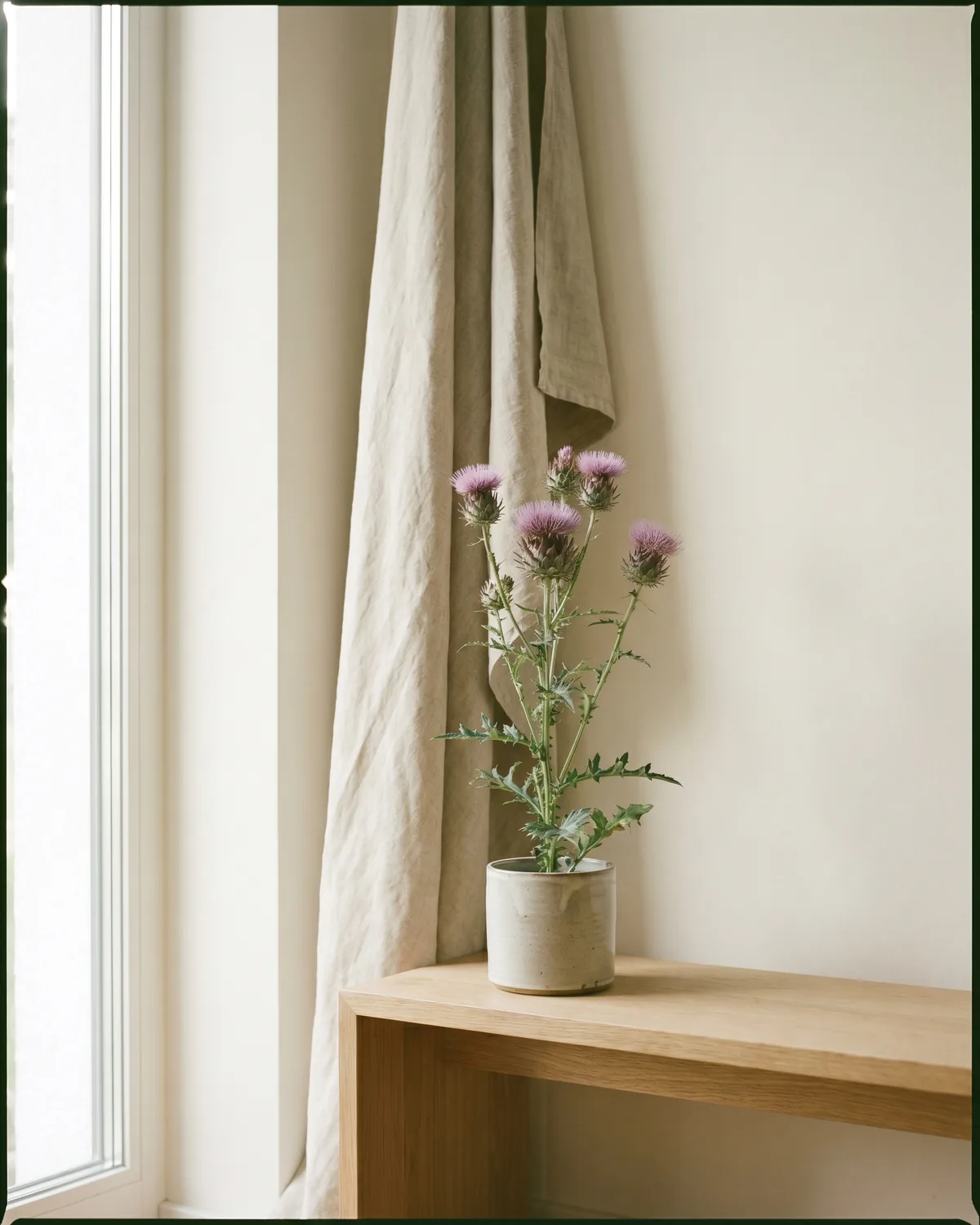 Distel – Hauptbild