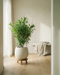 Drachenbaum – hero