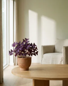 Dreieckiger Sauerklee – hero