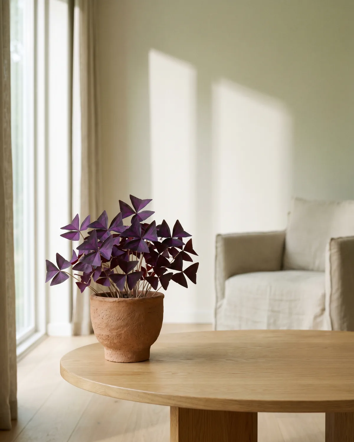 Dreieckiger Sauerklee – Hauptbild