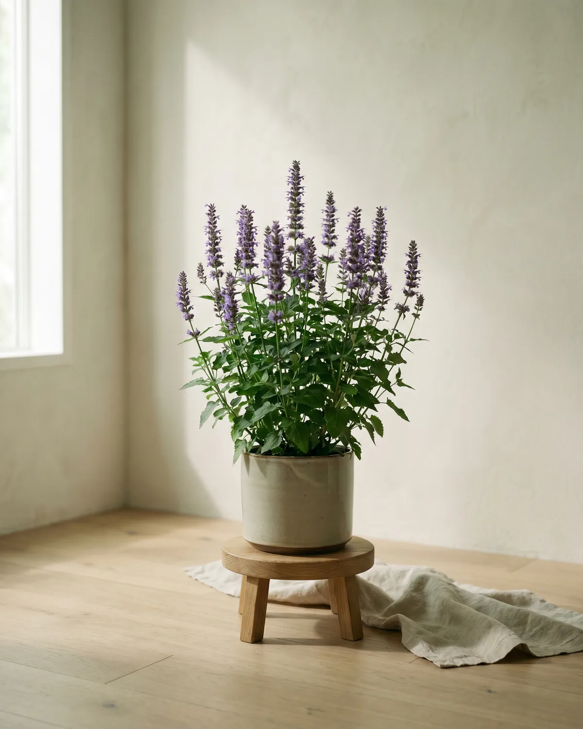 Duftnessel – Hauptbild