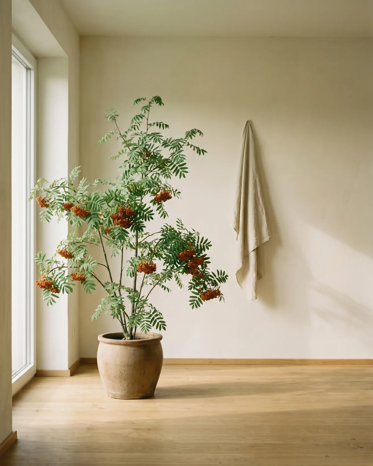 Eberesche – Hauptbild