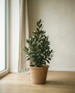 Echter Lorbeer – hero