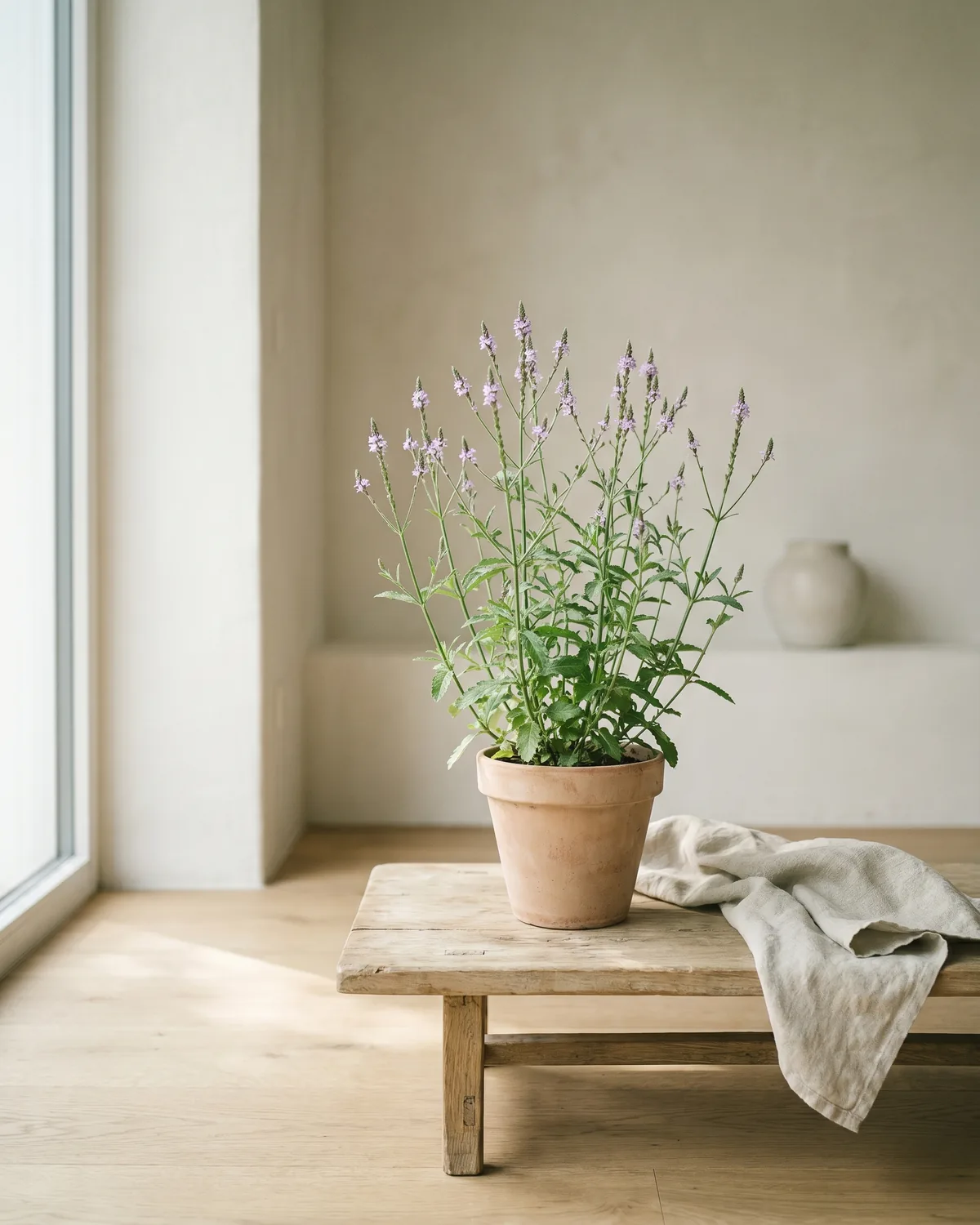 Echtes Eisenkraut – Hauptbild