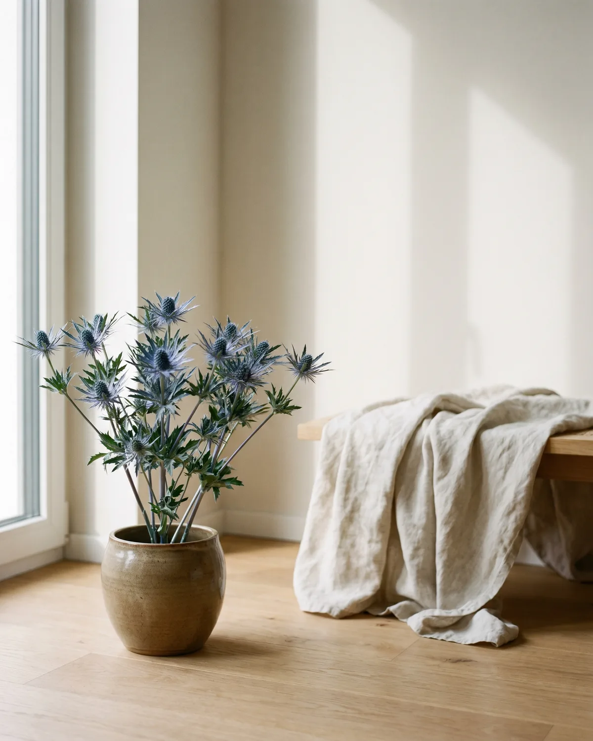 Edeldistel – Hauptbild