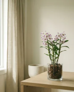 Edle Dendrobium – hero