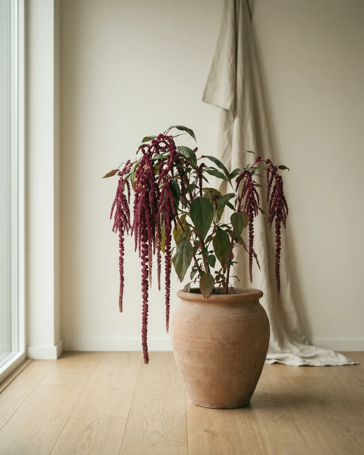 Amaranth – Hauptbild