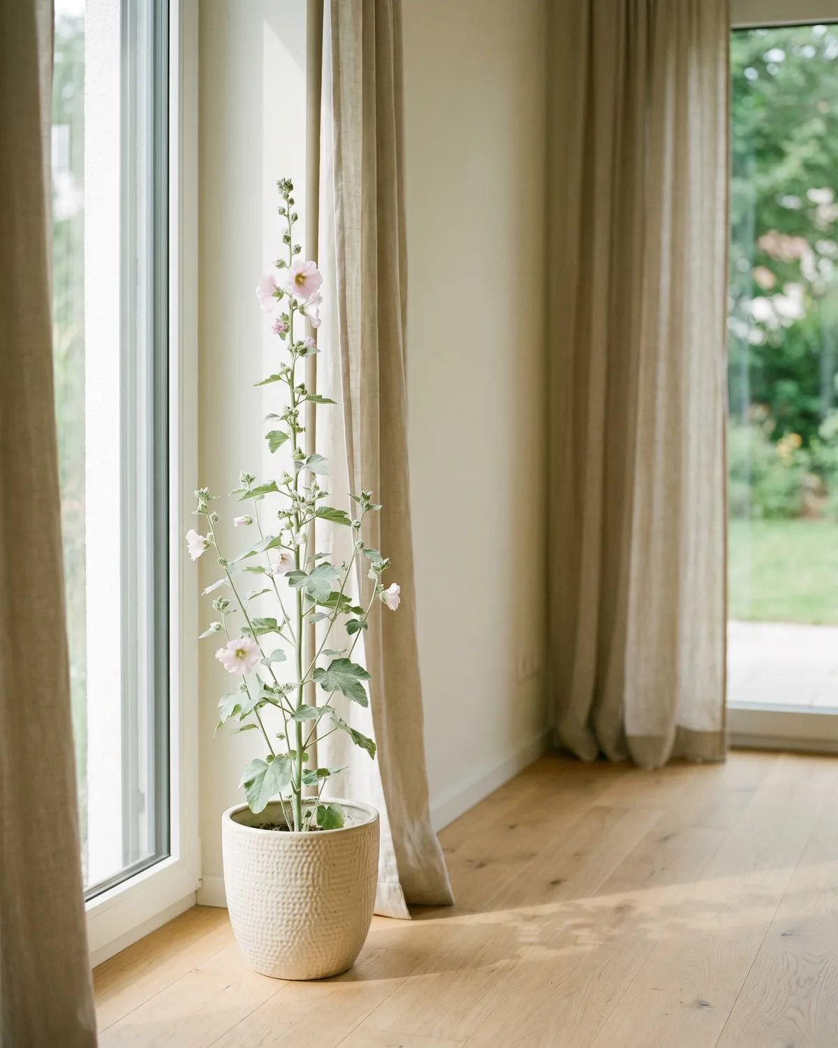 Eibisch – Hauptbild