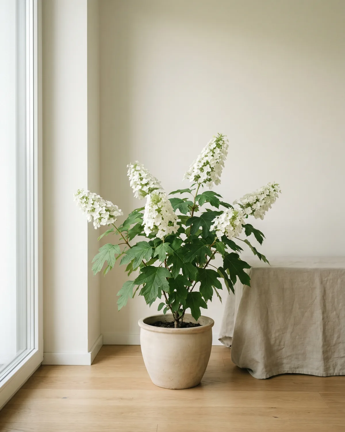 Eichenblatt-Hortensie – Hauptbild