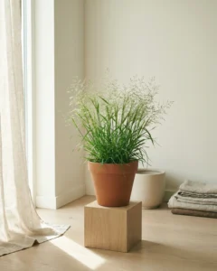 Einjähriges Rispengras – hero