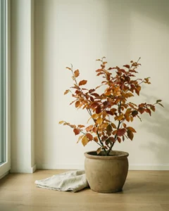 Eisenholzbaum – hero