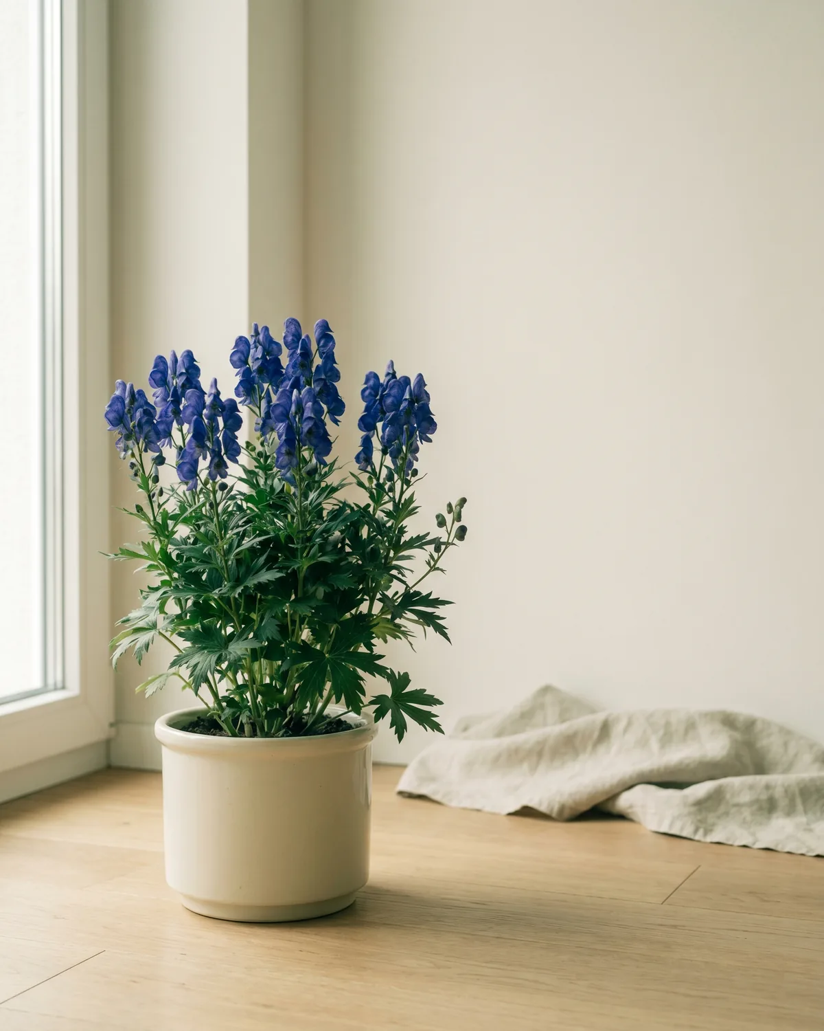 Eisenhut – Hauptbild