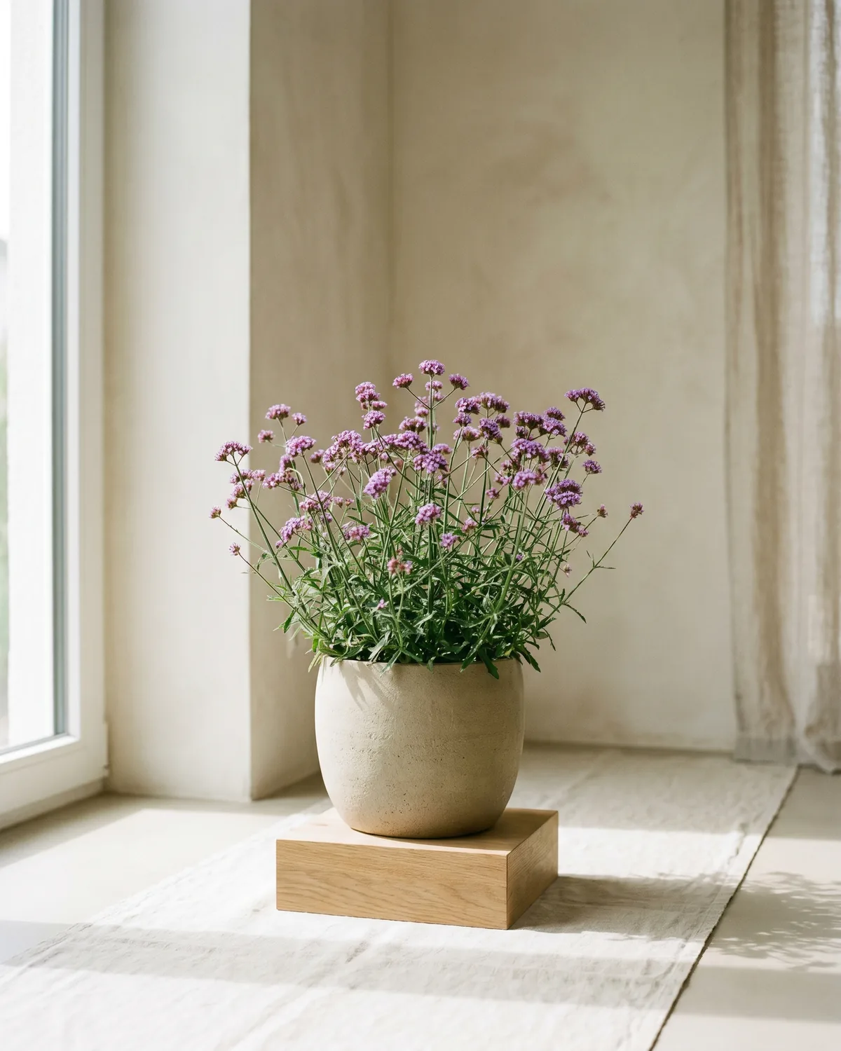 Eisenkraut – Hauptbild