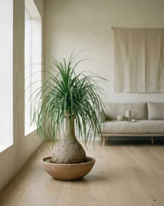 Elefantenfuß – hero