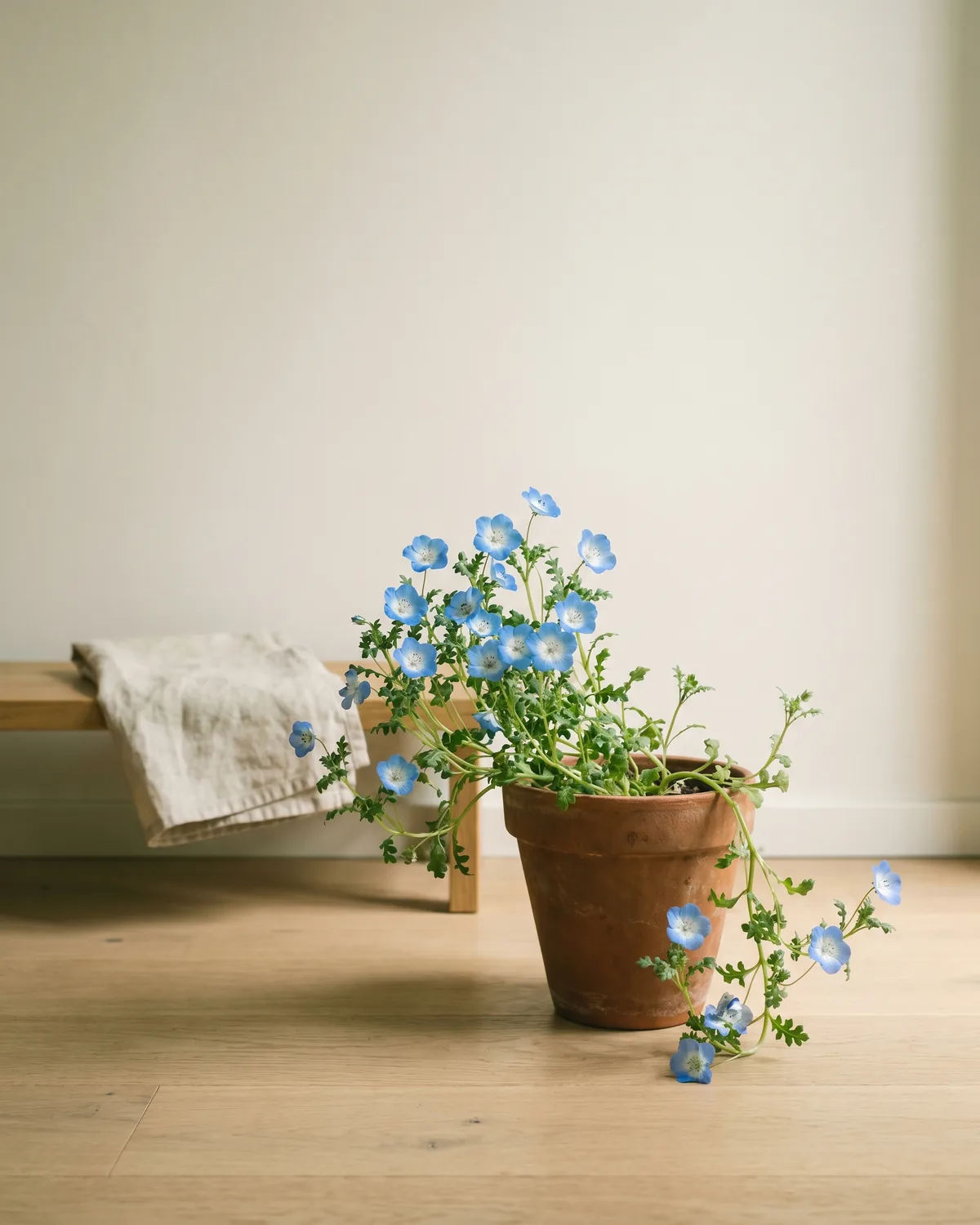 Elfenspiegel – Hauptbild