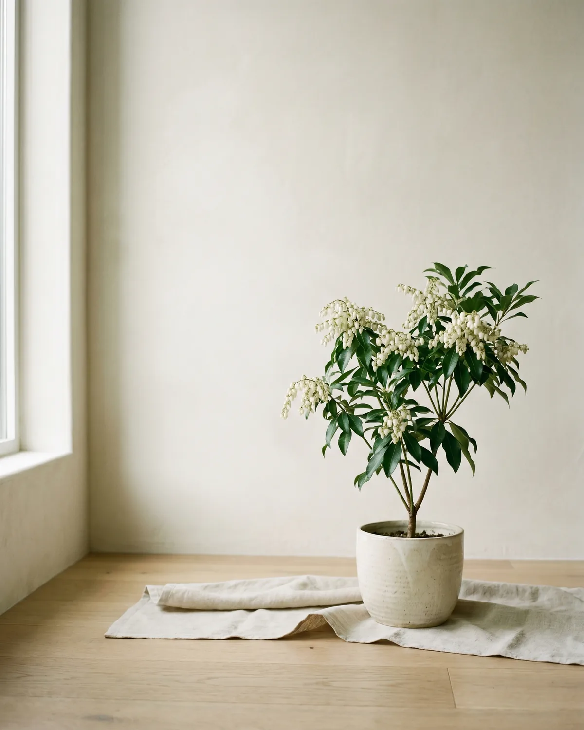 Enzianstrauch – Hauptbild