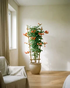 Amerikanische Klettertrompete – hero