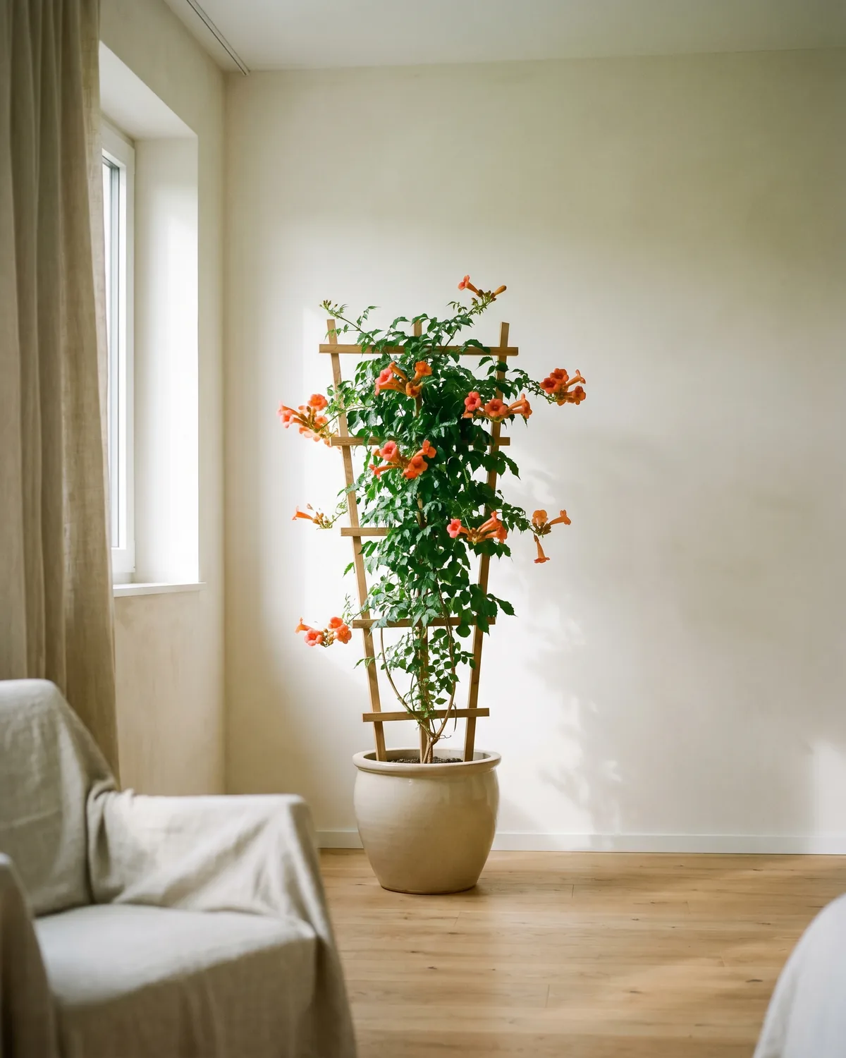 Amerikanische Klettertrompete – Hauptbild