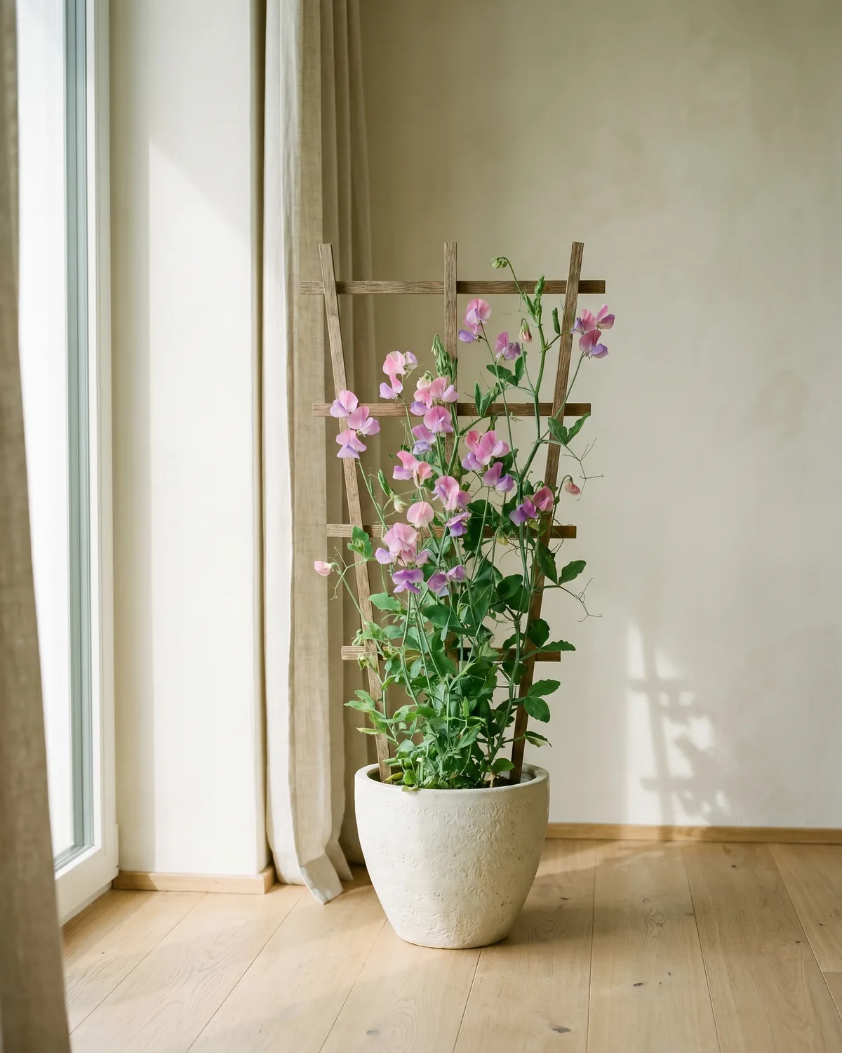 Erbsenpflanze – Hauptbild