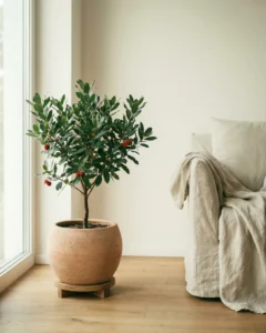 Erdbeerbaum – hero