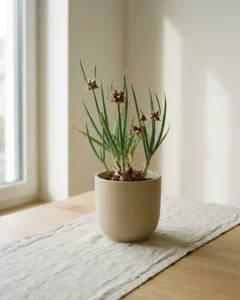 Etagenzwiebel – hero