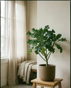 Ewiger Kohl – hero