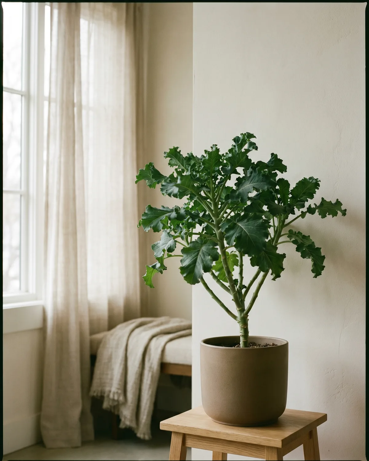 Ewiger Kohl – Hauptbild