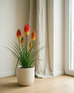 Fackellilie – hero