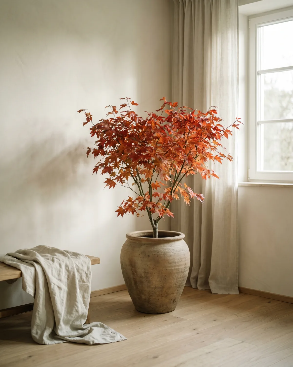 Feuer-Ahorn – Hauptbild