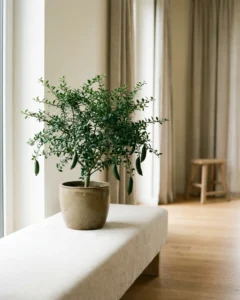 Fingerlimette – hero