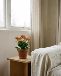 Flammendes Käthchen – hero