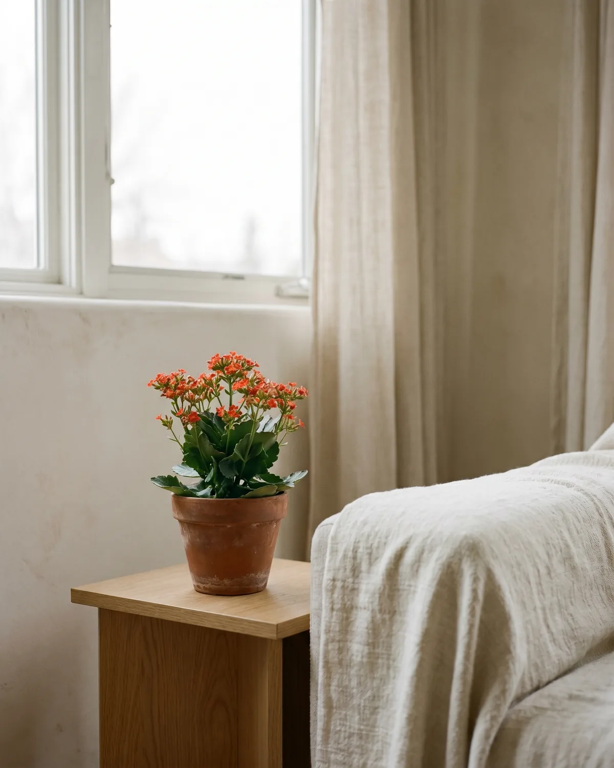 Flammendes Käthchen – Hauptbild