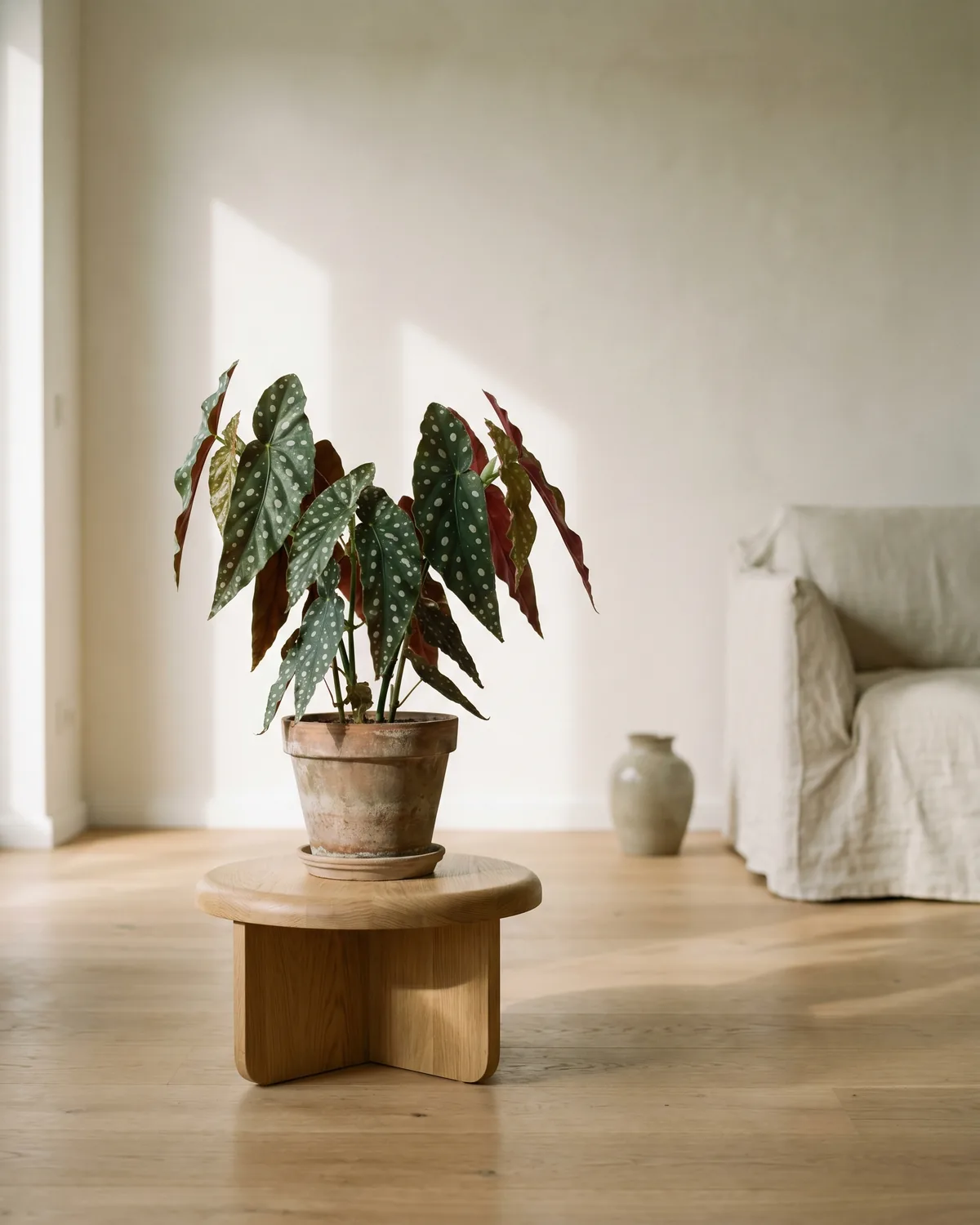 Forellenbegonie – Hauptbild