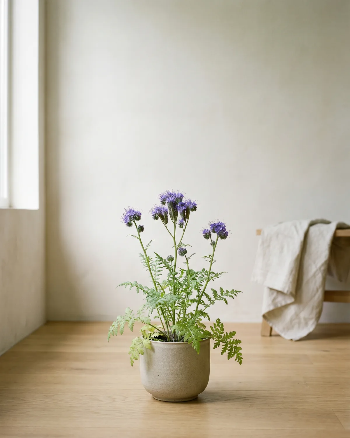 Füllmich – Hauptbild