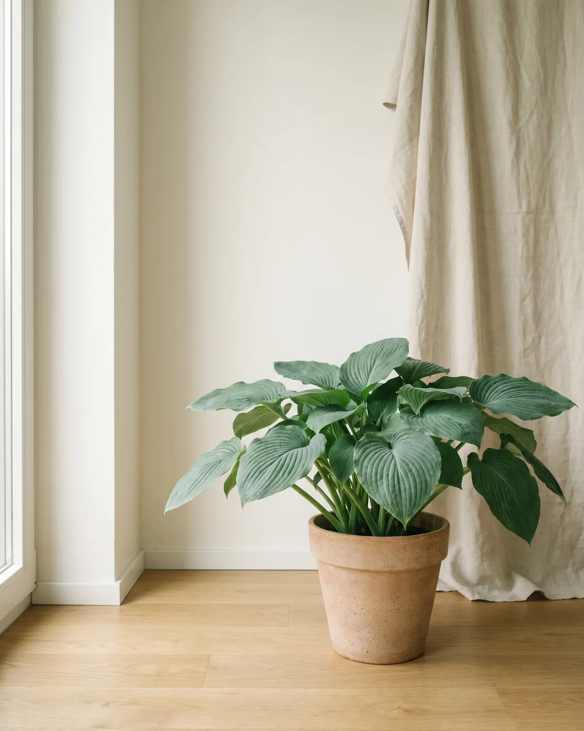 Funkie – Hauptbild