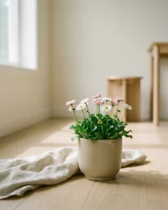 Gänseblümchen – hero