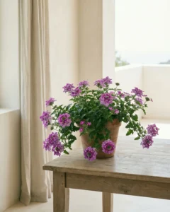 Garten-Verbene – hero